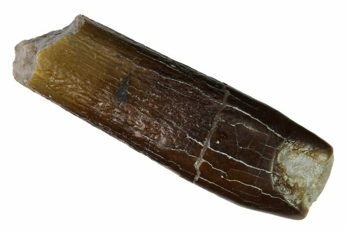 Sauropod Dinosaur (Diplodocus) Tooth - Colorado #169024